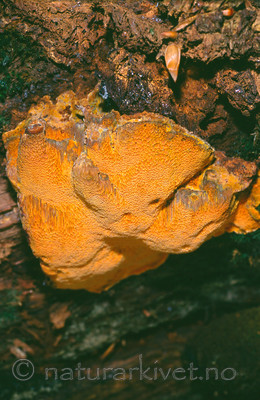 KA 11 00 0004 / Hapalopilus croceus / Safrankjuke